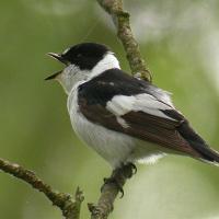 Bird Habitats